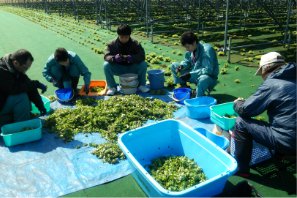 常緑キリンソウ(カット苗)の収穫